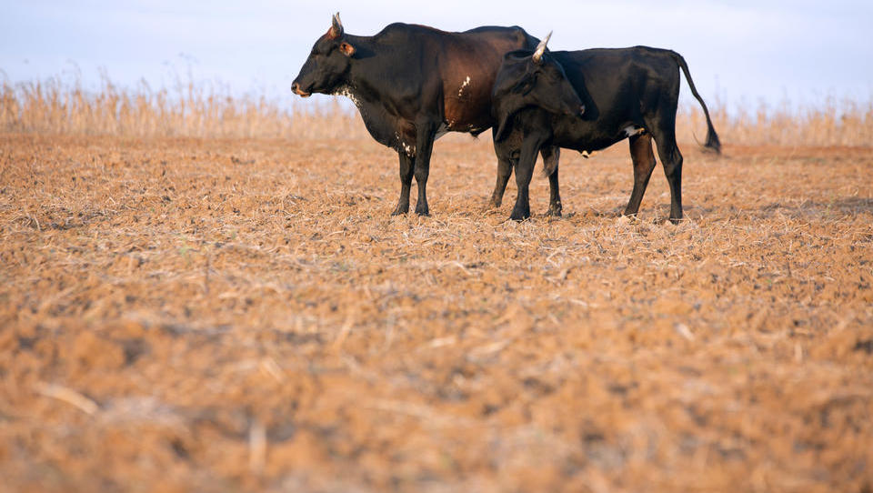 Rinderkrankheit BSE taucht überraschend in Brasilien auf