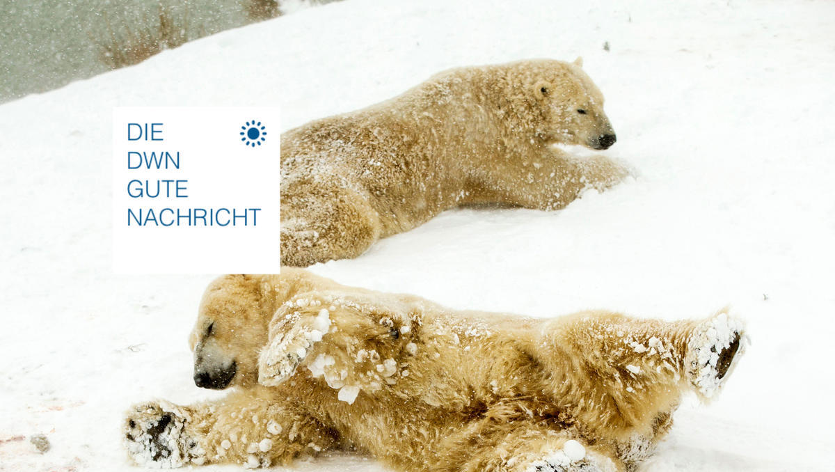 Nicht vom Aussterben bedroht: Eisbär trotzt Klimawandel