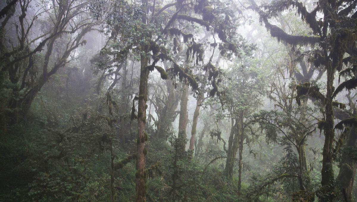 Bayreuther Studie zeigt hohe Kohlenstoffspeicherung in afrikanischen Bergwäldern