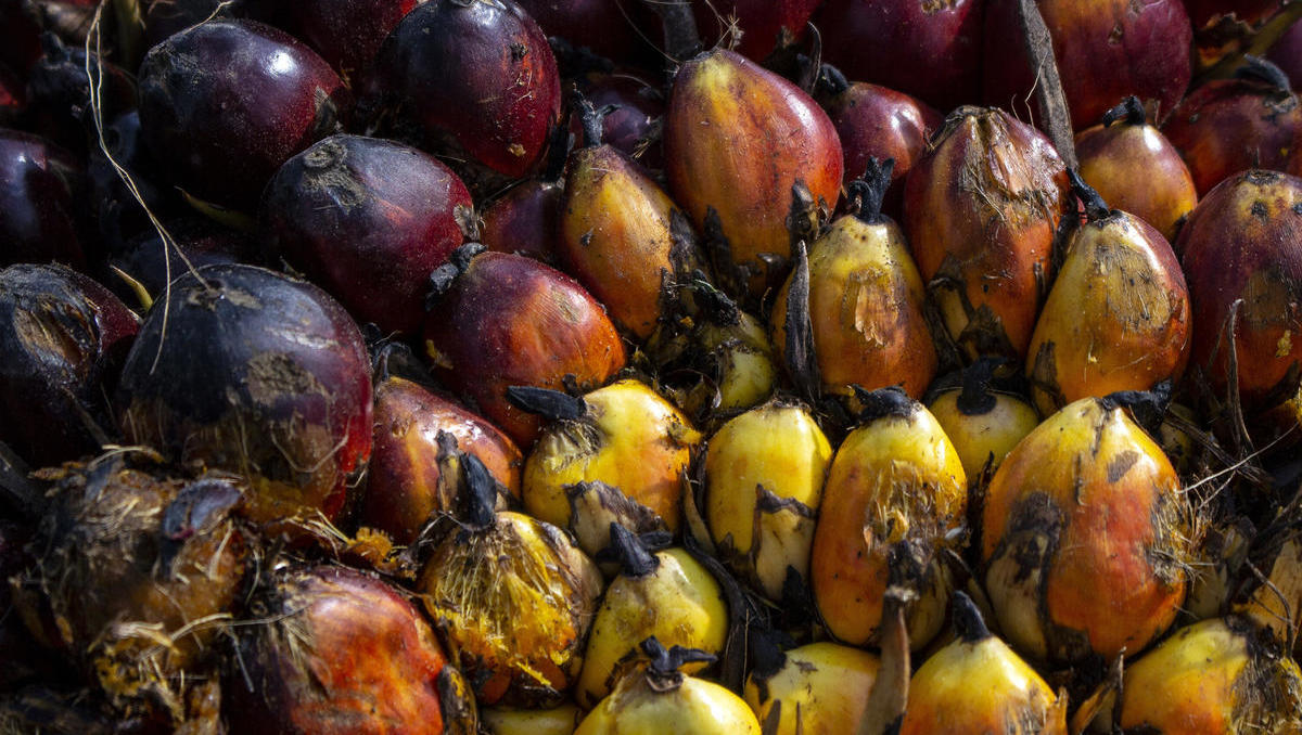 Angebotsknappheit droht: Palmöl-Preis auf höchstem Stand seit zwei Monaten