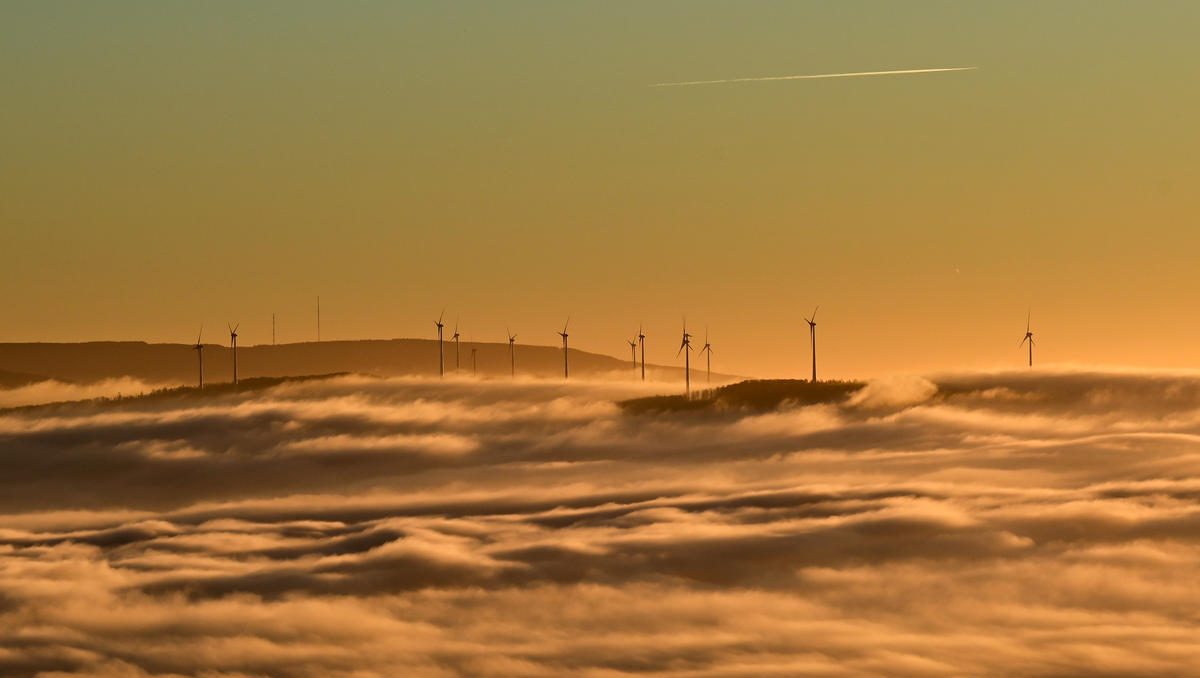 Windräder schreddern hunderttausende Greifvögel und Fledermäuse