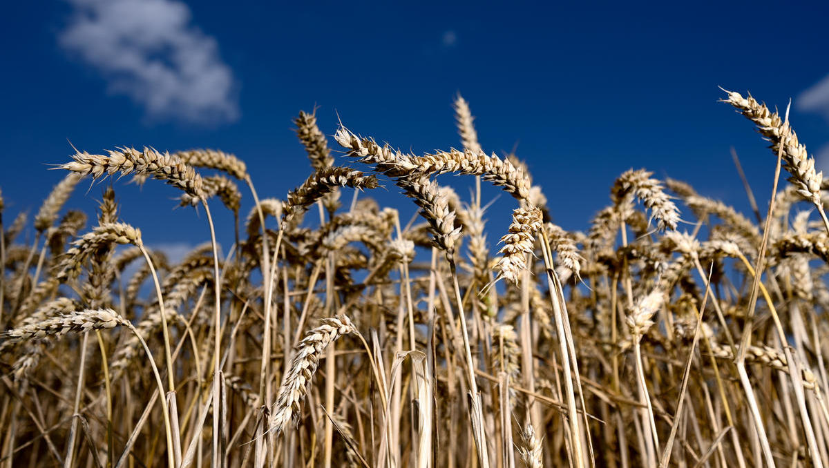 Hiobsbotschaft: Export-Stopp von Weizen aus Ukraine und Russland