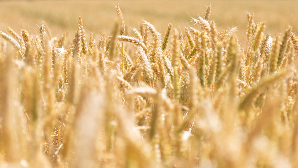 Türkei vermeldet: Getreide-Deal zwischen Ukraine und Russland steht 