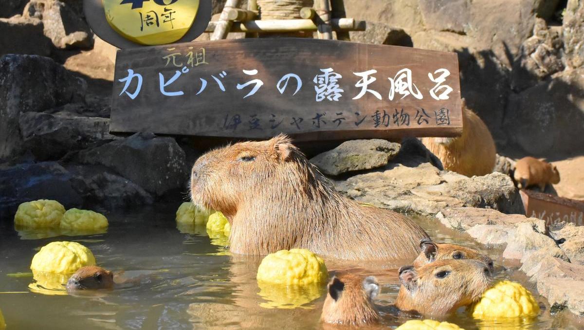 Japan: Badesaison der Wasserschweine hat begonnen