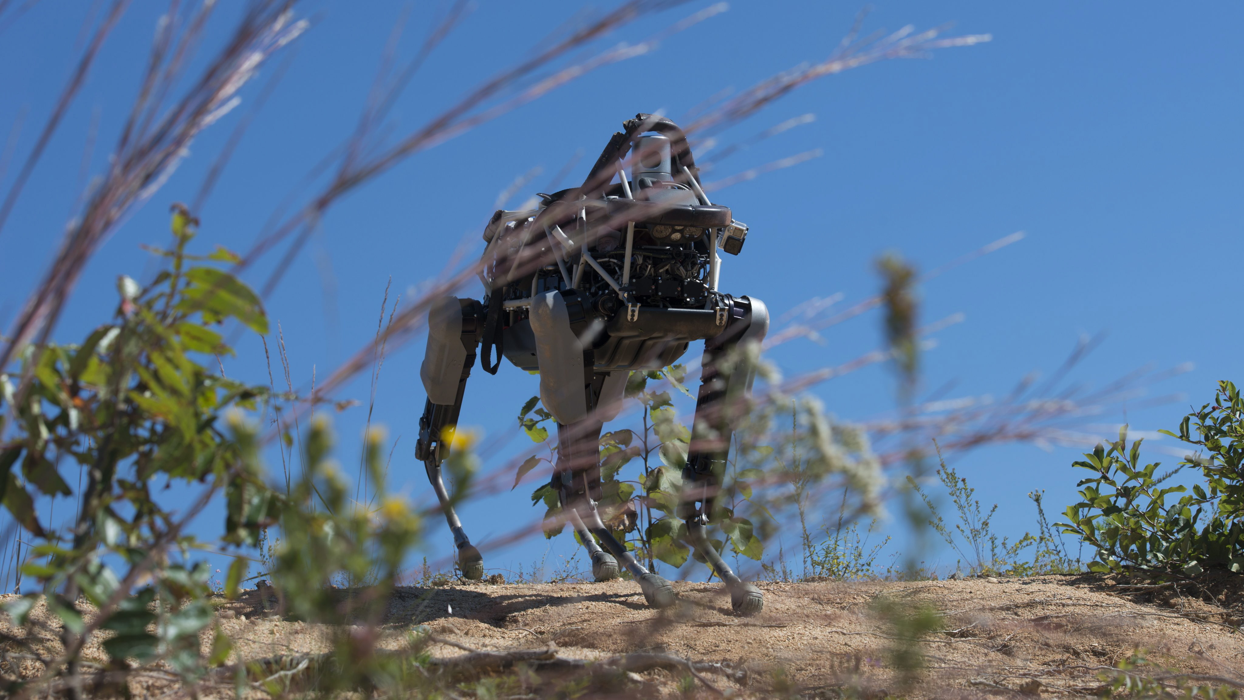 Roboterhunde könnten „in naher Zukunft schon eine Rolle auf dem Gefechtsfeld spielen“