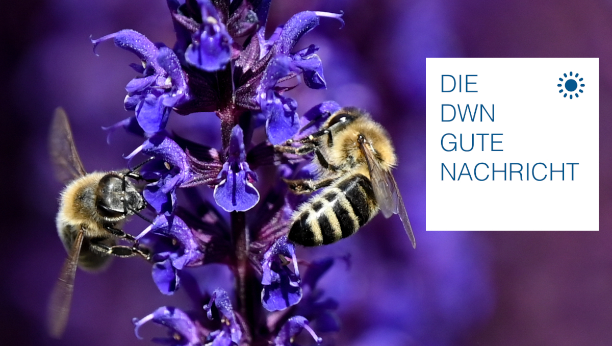 Honigernte 2022: Deutsche Bienen und Imker waren fleißig