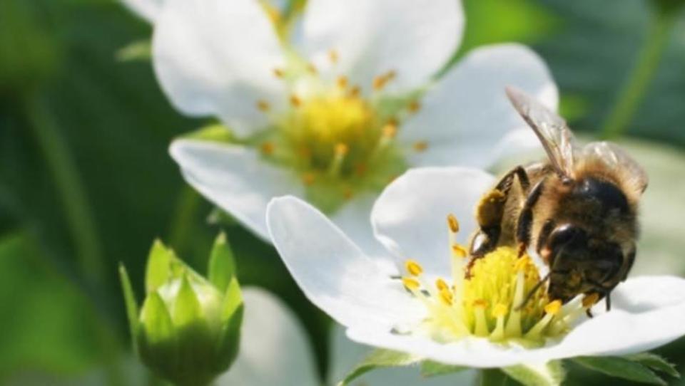 Statt Giftspray: Bienen verbreiten natürliche Pflanzenschutzmittel