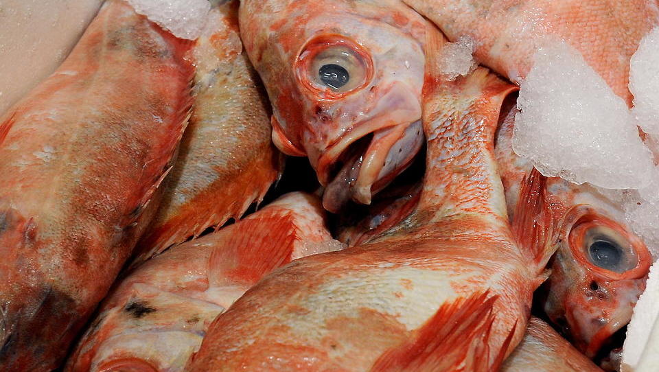 Umweltschützer fordern weniger Fisch-Konsum in reichen Ländern