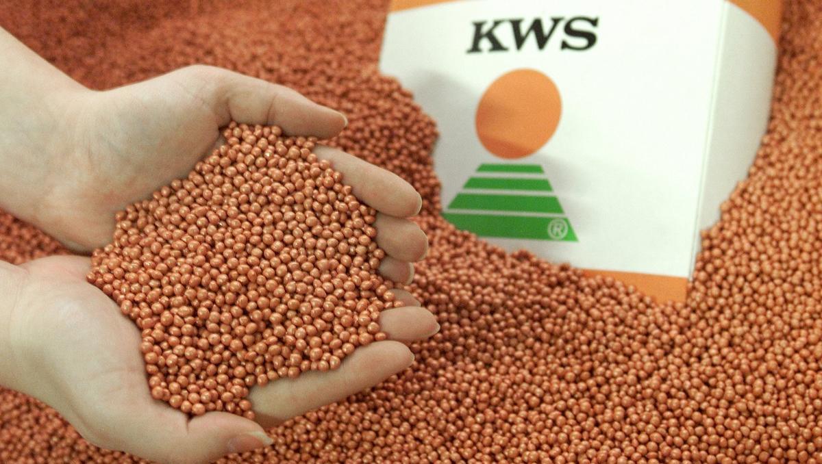 Wirtschaftskrieg gegen Russland lastet auf Saatguthersteller KWS
