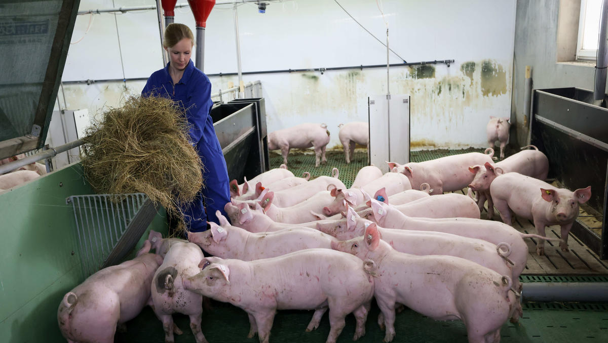 Strategiewechsel bei ALDI: Jetzt Schweinefleisch nur noch aus Deutschland