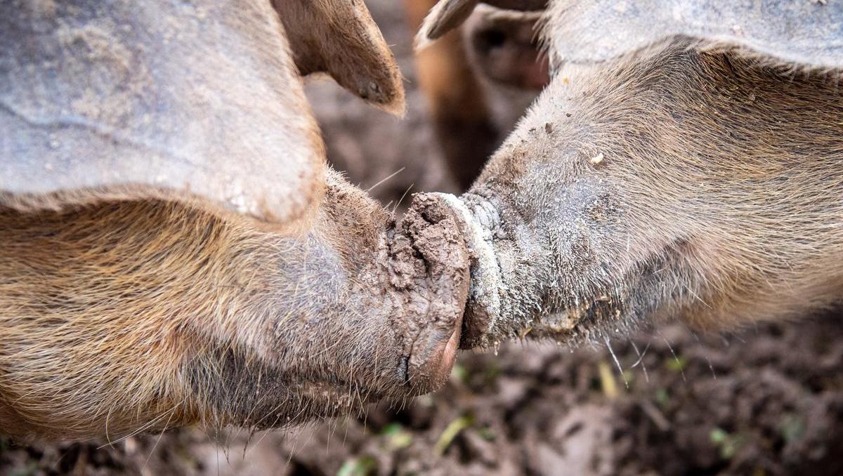 Afrikanische Schweinepest greift auf Baden-Württemberg über