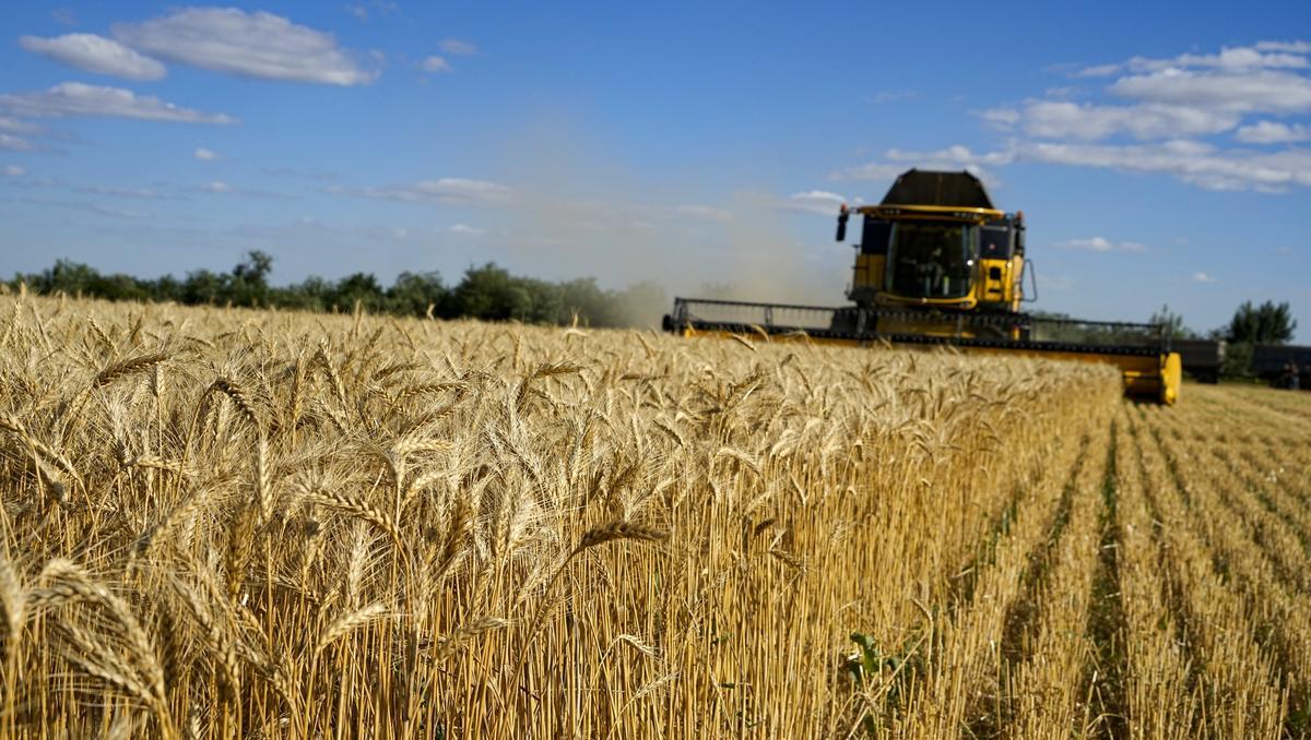 Von Russland eroberte Region exportiert in großem Umfang Getreide