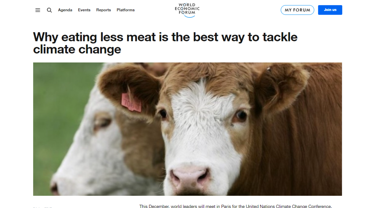 Deutliche Reduzierung des Rindfleisch-Konsums gefordert