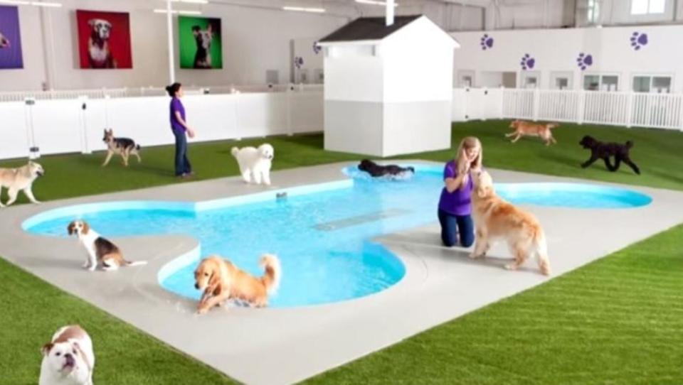 New York baut ersten Luxus-Flughafen für Tiere
