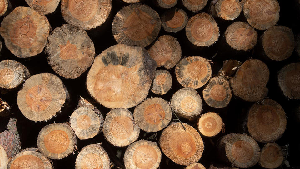 Wo bleibt das Holz? Materialmangel macht Bauen bis zu 20 Prozent teurer