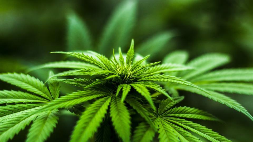 Cannabis auf Rezept: Gegen diese Krankheiten wirkt die Heilpflanze