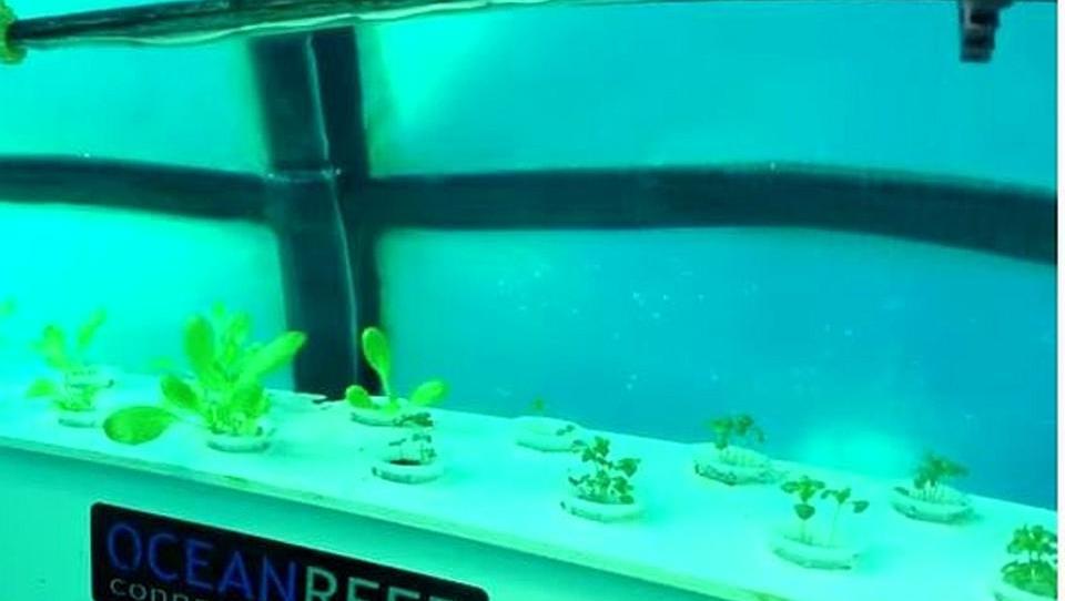 Unterwasser-Farm: Italiener bauen Basilikum im Meer an