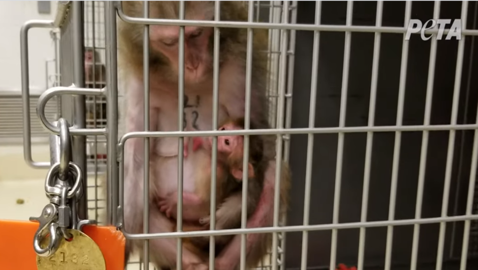 Tier-Experimente: Etwa 2.000 Affen werden irre gemacht, missbraucht und gequält