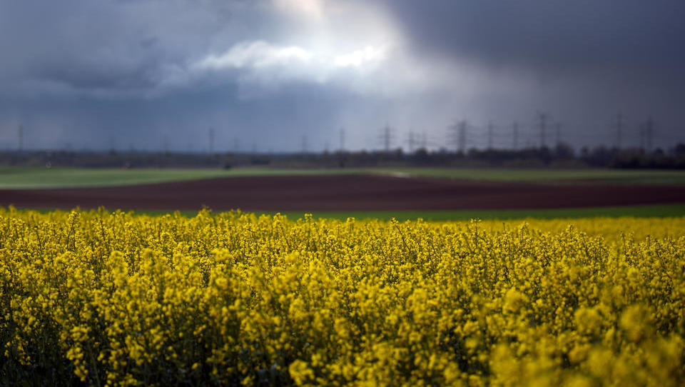 Raps so teuer wie nie zuvor