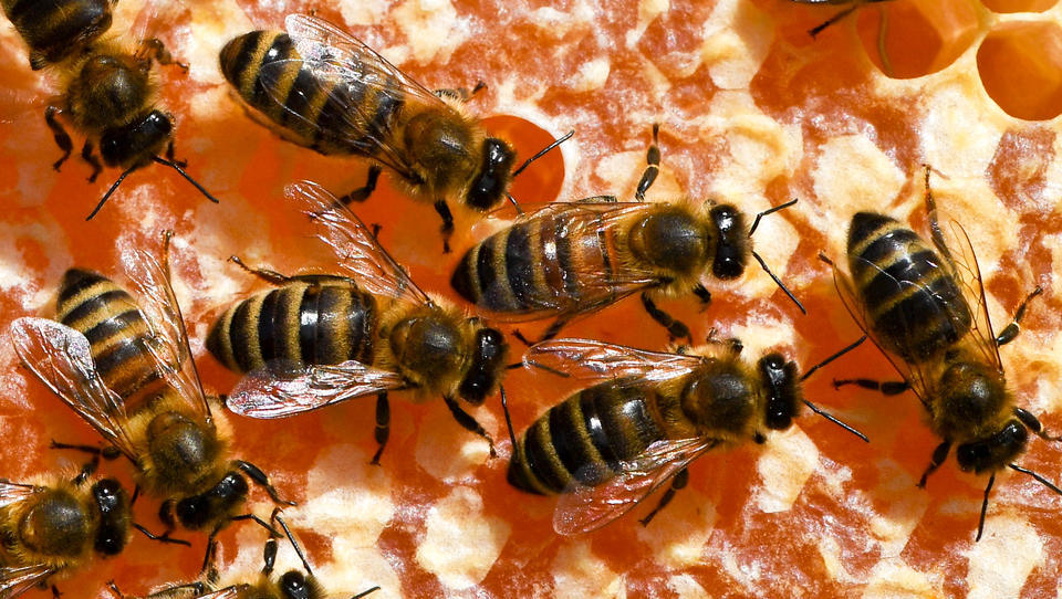Europa steuert auf eine Bienen-Krise zu