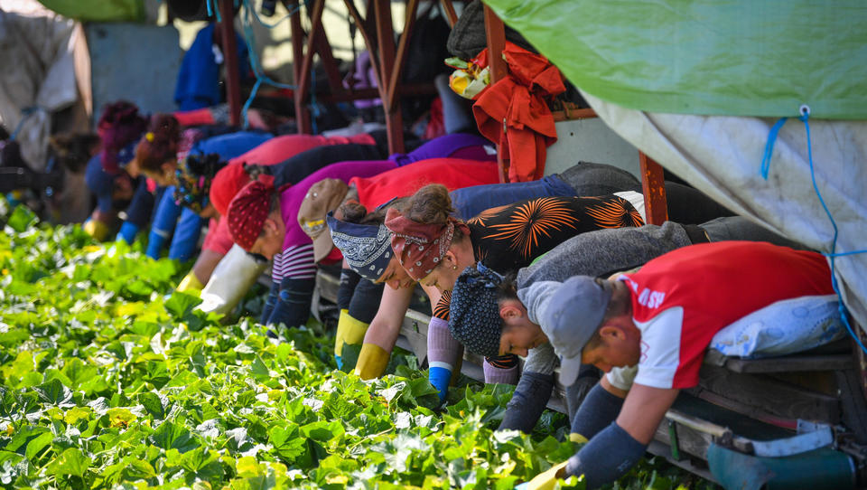 Globaler Nahrungsmittel-Handel beeinträchtigt: Merkel will Asylbewerber und Studenten zur Feldarbeit heranziehen