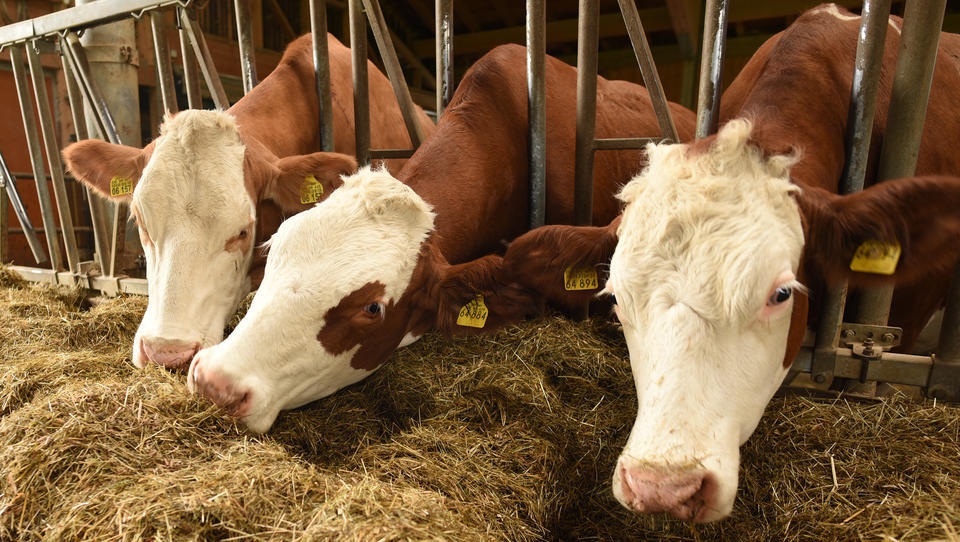 Trotz Corona: China importiert massenweise Rinder-Sperma