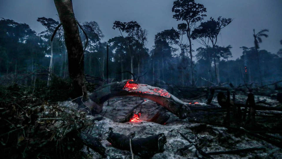 Neue Satelliten-Bilder: Die Zerstörung der Regenwälder nimmt rapide zu