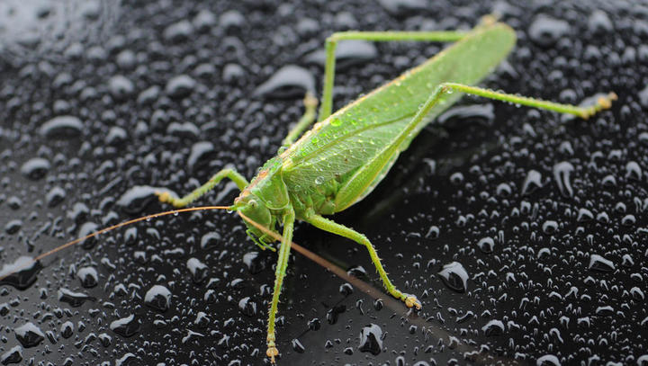 Neue EU-Verordnung: So erkennen Sie, ob Ihrem Essen Insekten beigemischt wurden