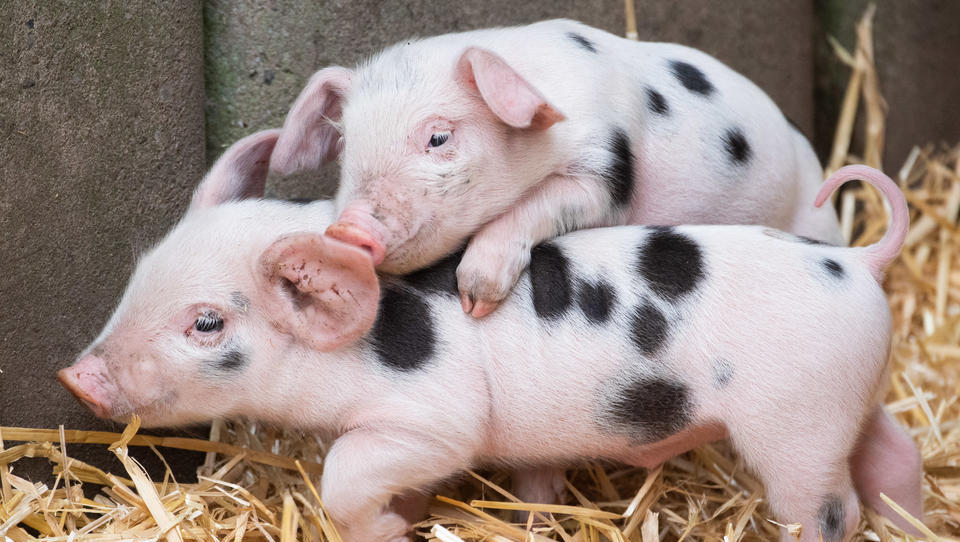 Afrikanische Schweinepest erreicht Deutschland: Züchter befürchten schwere wirtschaftliche Schäden