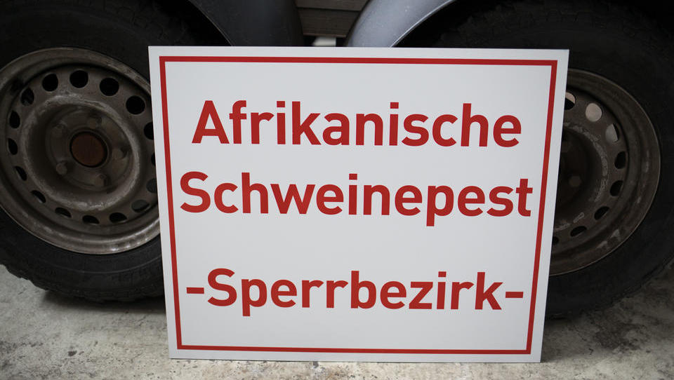 Afrikanische Schweinepest in Deutschland - wie lange bleibt sie?