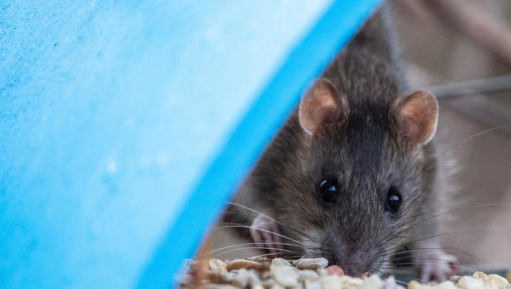 Erste Übertragung des Seoulvirus von Tier auf Mensch in Deutschland
