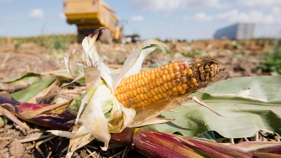 Große Bedenken hinsichtlich der weltweiten Versorgung mit Mais und Soja