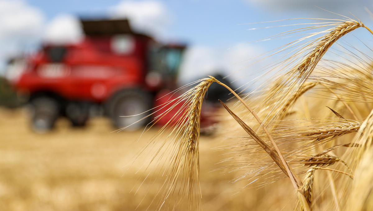 Preis-Hammer: So stark verteuerte sich Getreide seit über einem Jahrzehnt nicht mehr