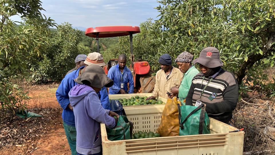 Kampf ums grüne Gold: Die Avocado-Mafia in Südafrika plündert Plantagen leer