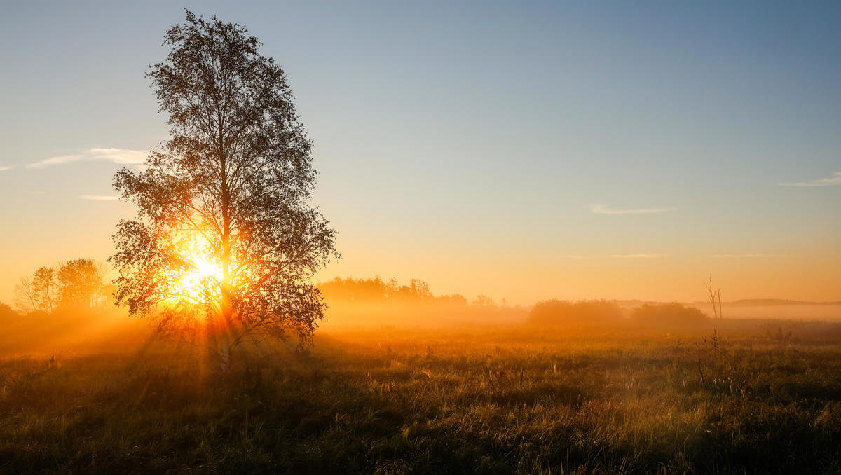 Natürlicher Klimaschutz: 1,2 Milliarden Euro für Wälder und Moore vom Bund investiert