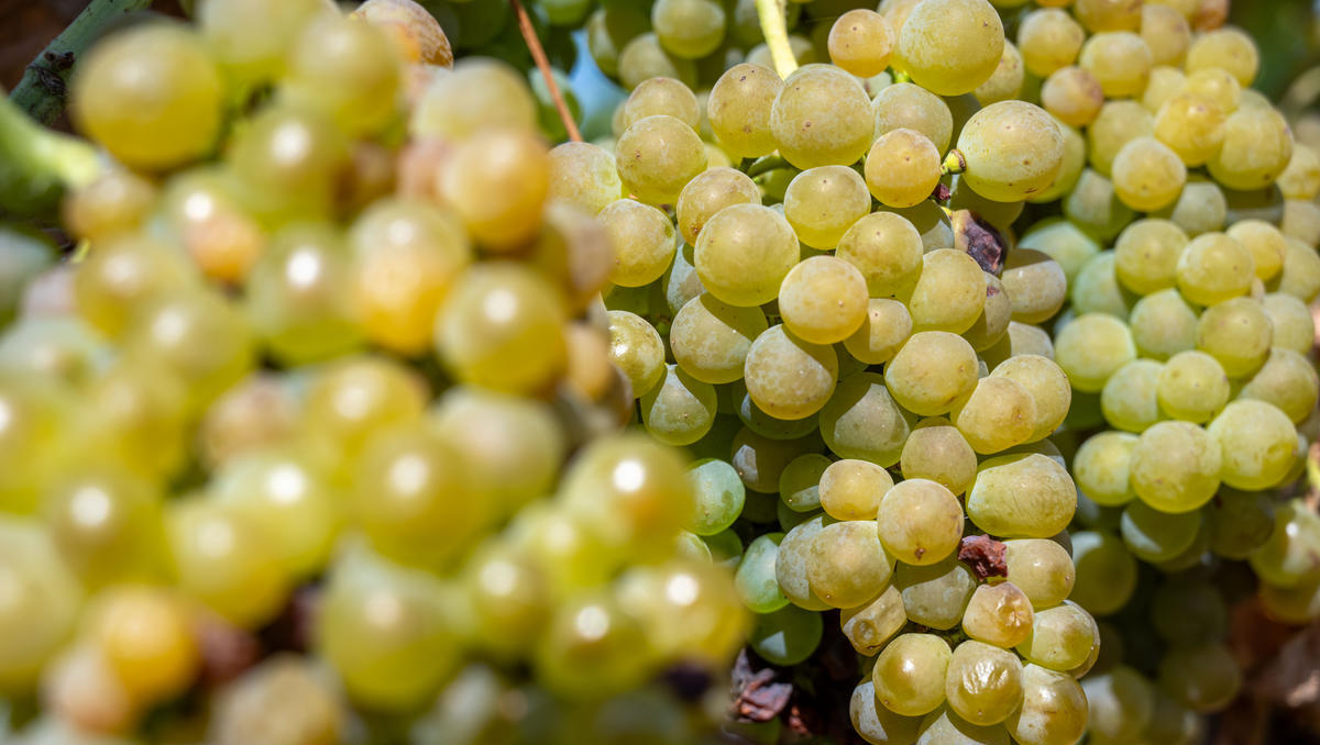 Weinlese: Winzer in Deutschland ernten weniger Trauben im Vergleich zum Vorjahr