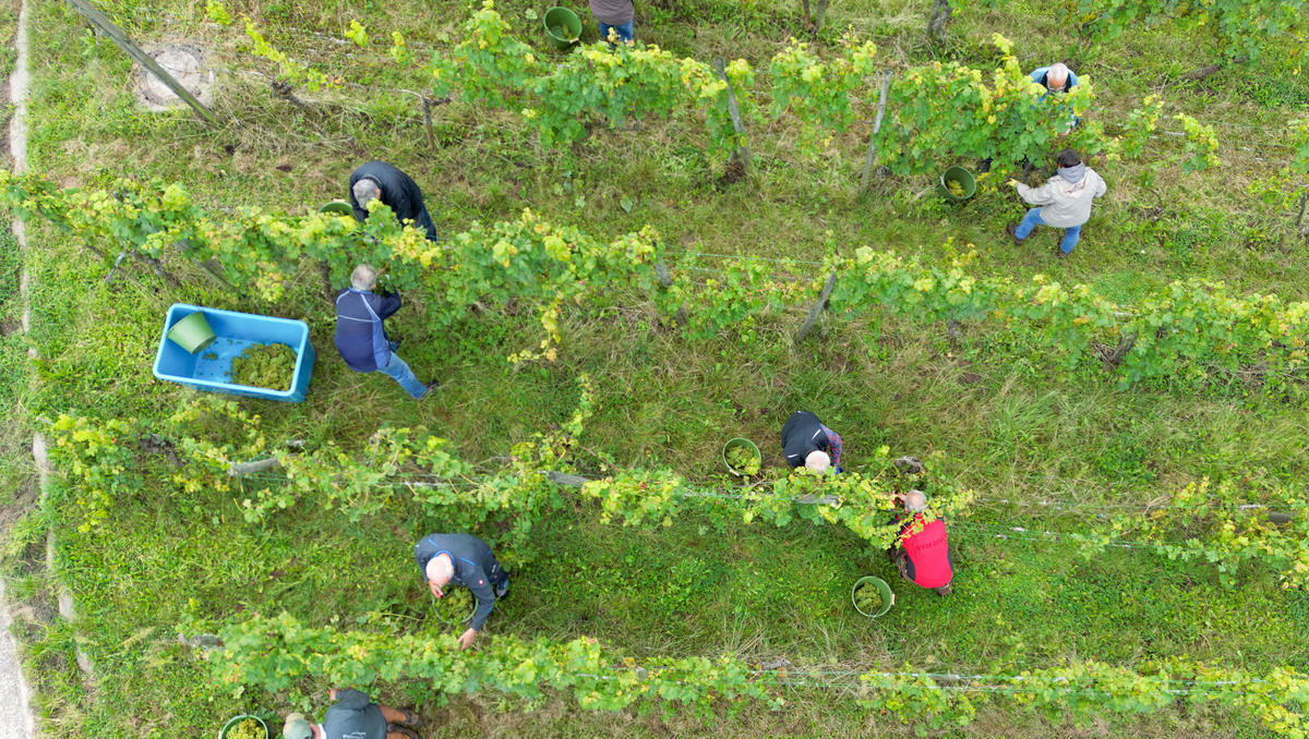 Winzer in der Krise: Die Weinernte 2024 auf einem Tiefstand