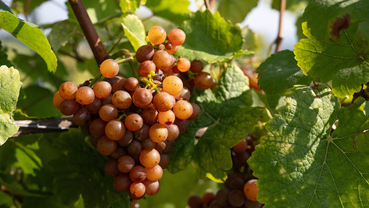 Von Liebfrauenmilch bis alkoholfrei: deutscher Wein im Wandel