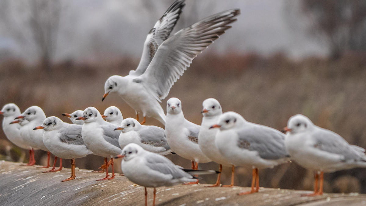 Artenvielfalt und Biodiversität: Neue Strategie schützt Natur in Deutschland