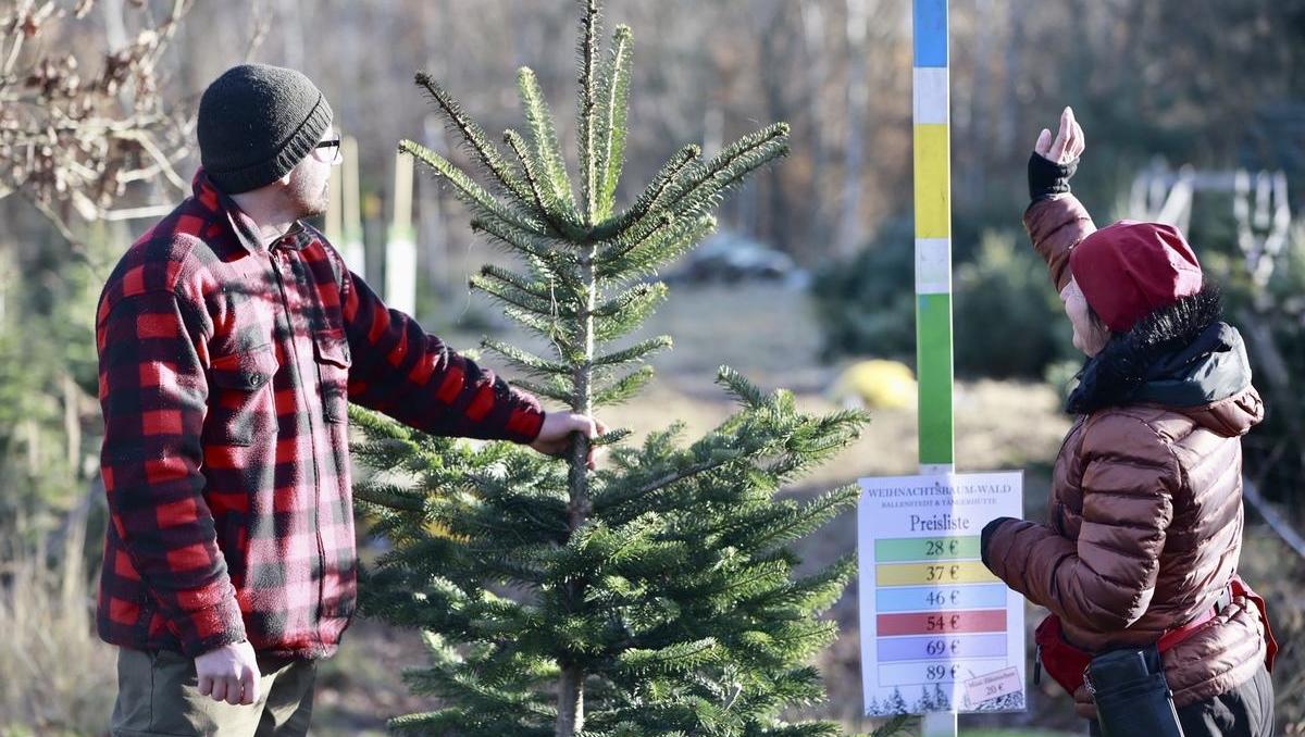 Künstlicher Weihnachtsbaum oder Natur? Die überraschenden Zahlen einer YouGov-Studie