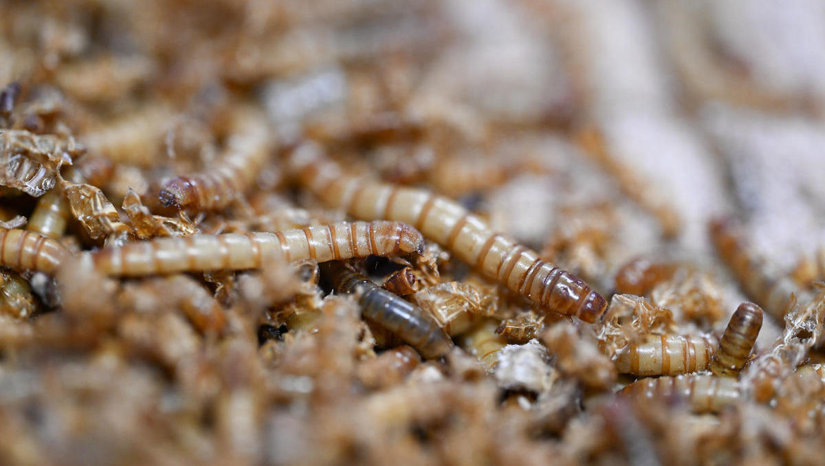 Insekten im Essen: EU erlaubt UV-Behandlung für Insektenpulver in Lebensmitteln