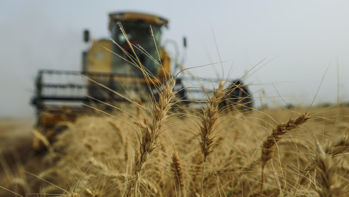 Bauern in Sorge: Hitze und Kosten belasten Weizenernte