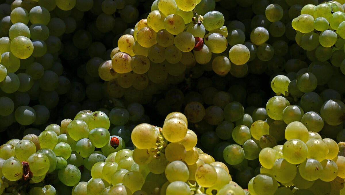 Deutsche Winzer unter Druck: Wie sich eine Branche neu erfinden muss Deutsche Winzer unter Druck: Wie sich eine Branche neu erfinden muss