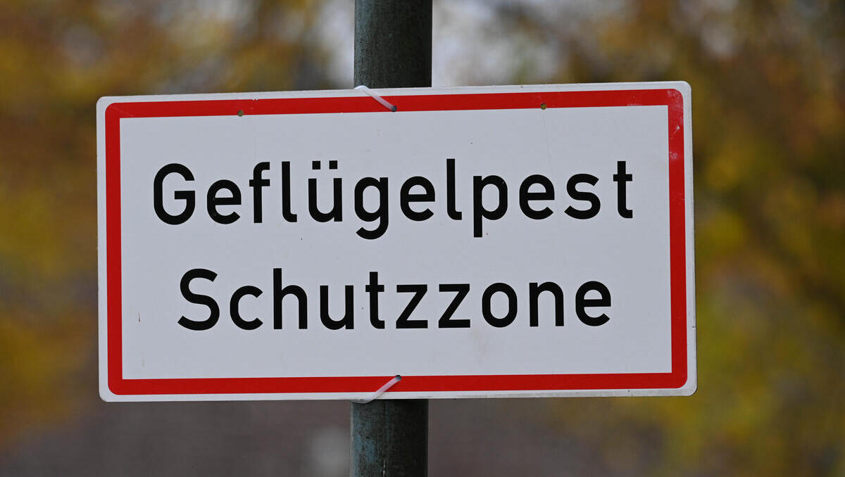 Vogelgrippe: Geflügelpreise trotz massenhafter Keulungen stabil Vogelgrippe: Geflügelpreise trotz massenhafter Keulungen stabil