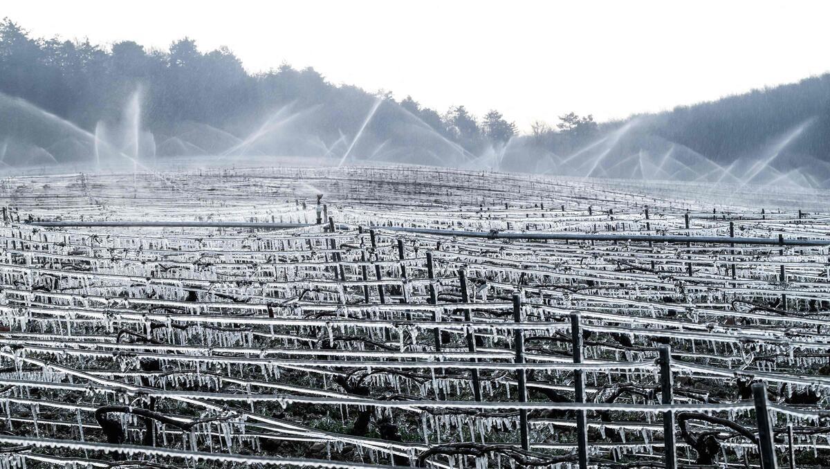 Zwischen Regenfrust und Qualitätsrausch: Die deutsche Weinbilanz 2025