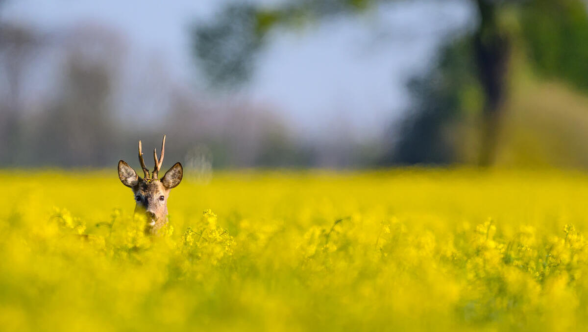 Arbeitsmarkt bleibt im Frühjahr schwach