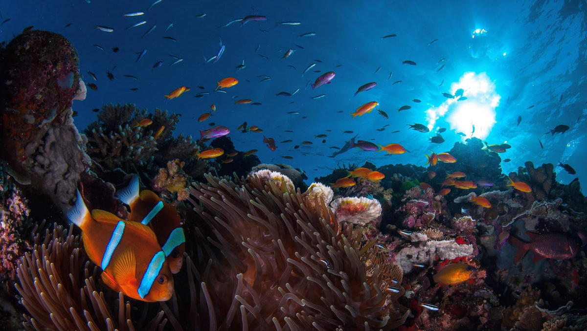 Klimawandel-Panik übertrieben? Great Barrier Reef gedeiht wie noch nie 