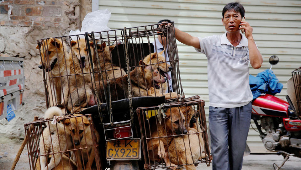 Wegen Corona: Erste Stadt in China verbietet Verzehr von Hunden und Katzen