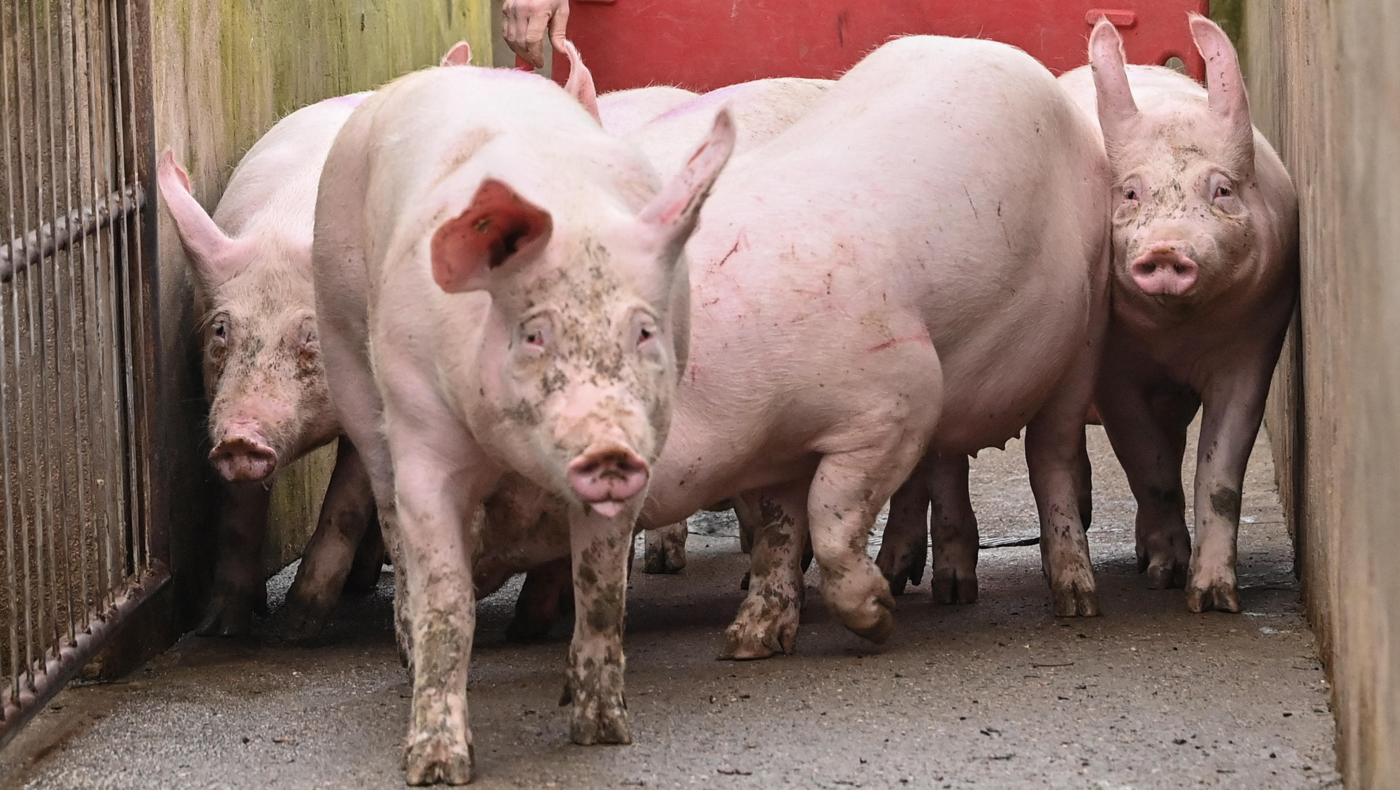Erstmals Schweinepest bei deutschen Hausschweinen, Bauern fürchten Katastrophe
