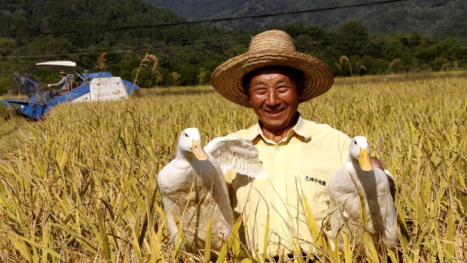 Erste Risse im System? China kämpft gegen Nahrungsmittelknappheit 